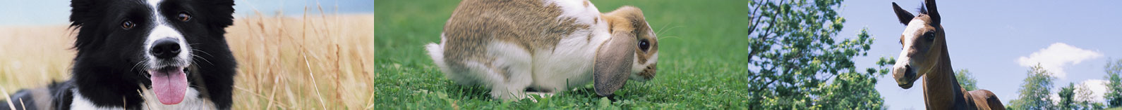 Vetvision Smådyr heste hunde kaniner